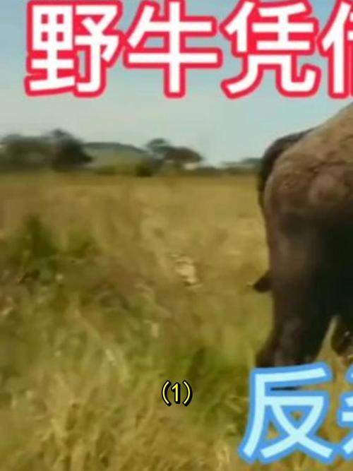 野牛逆袭：复仇之战的震撼演绎