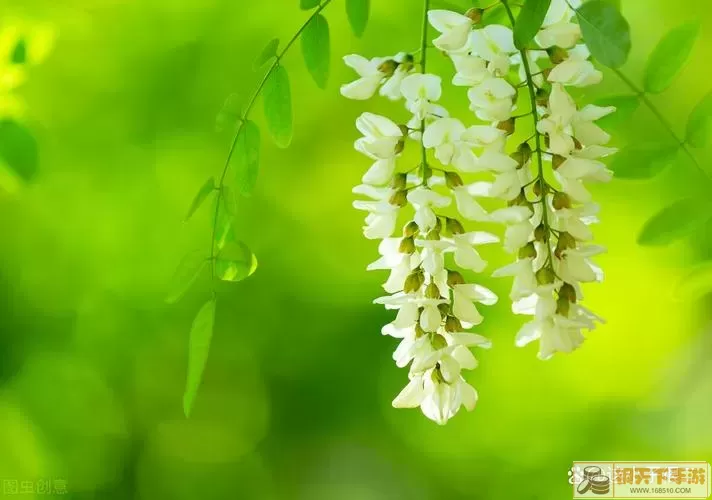 情侣甜蜜小窍门：点亮爱情绿洲